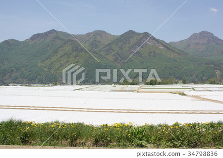 A large lettuce field in Kawakami Village, boasting Japan's highest production of highland lettuce, Yatsugatake, Nagano 34798836