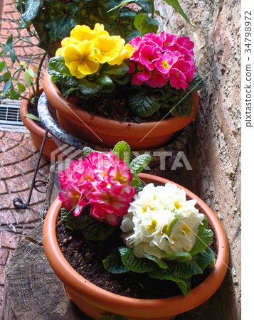 Home various flowers in pots. Italian courtyards 34798972
