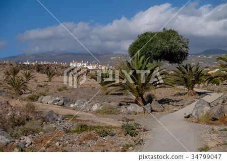 wild promenade on tenerife island wild promenade on tenerife island 34799047
