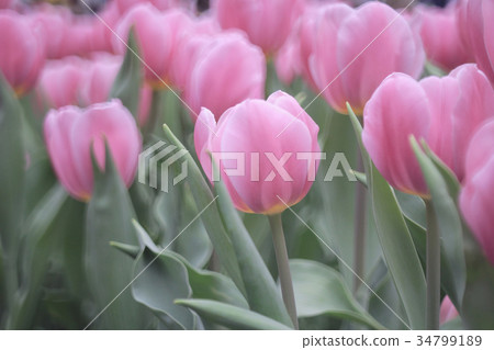 Beautiful tupil flowers Beautiful tupil flowers 34799189