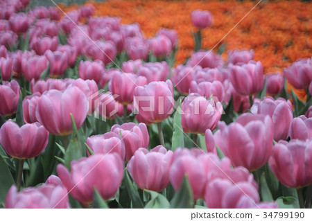 Beautiful tupil flowers Beautiful tupil flowers 34799190
