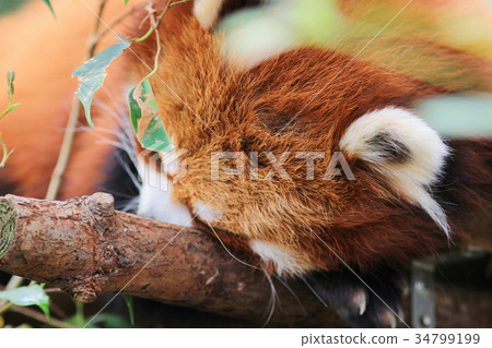 the Cute red panda  in wildlife 34799199