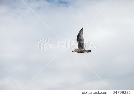 seagull flying in the sky 34799225