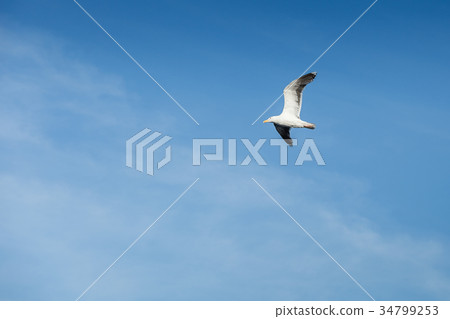 seagull flying in the sky 34799253