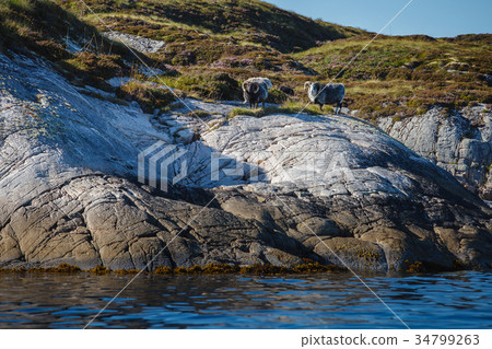 Beautiful view on island with rams Beautiful view on island with rams 34799263