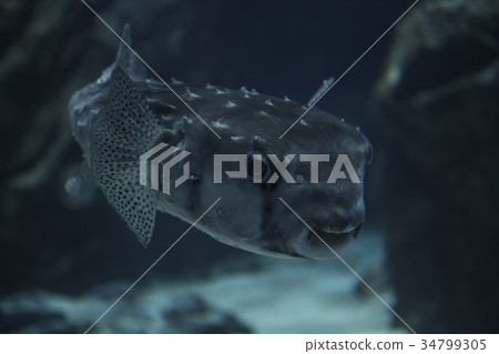 Puffer fish 34799305