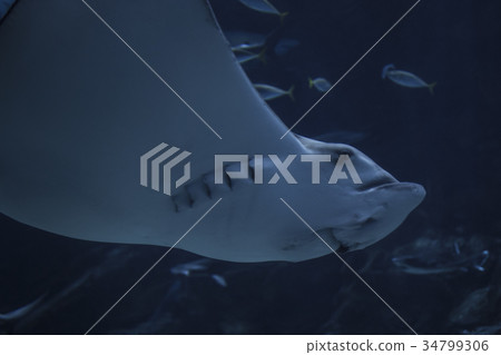 進站黃貂魚 34799306