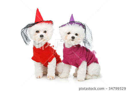 beautiful bichon frisee dogs beautiful bichon frisee dogs 34799329
