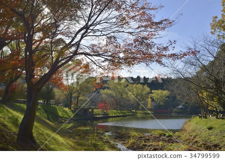 秋天的樹葉 34799599