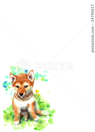 Postcard material dog dog vertical type of dog 34799817