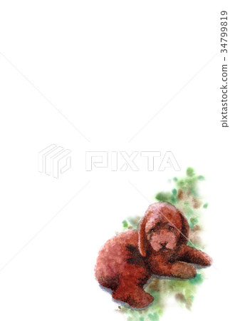Dog Postcard Material Brown Poodle Vertical Dog Postcard Material Brown Poodle Vertical 34799819