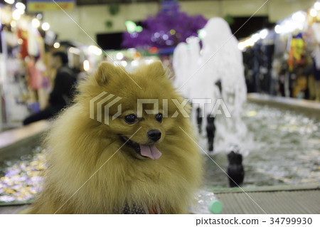 The Pomeranian dog sitting on the floor 34799930