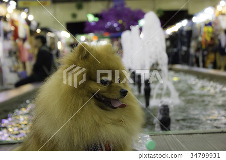 The Pomeranian dog sitting on the floor 34799931
