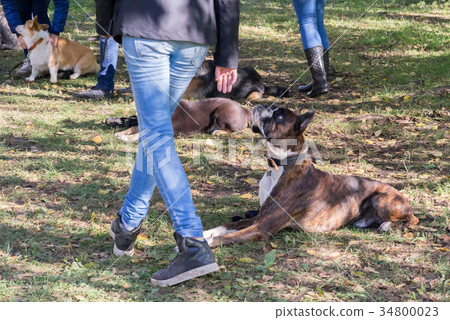boxer dog laying down near his owner legs 34800023
