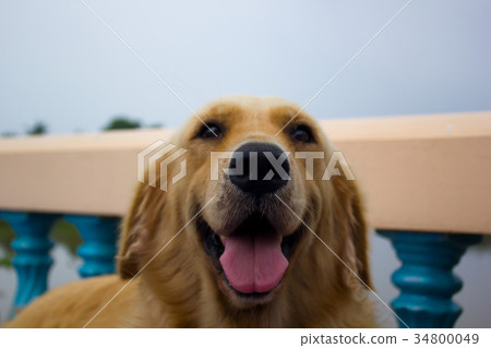 Young golden retriever dog relax on floor. Young golden retriever dog relax on floor. 34800049