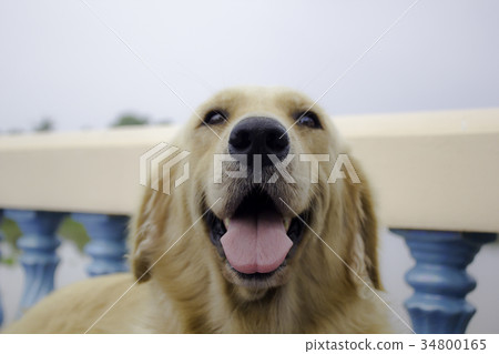 Young golden retriever dog relax on floor. 34800165