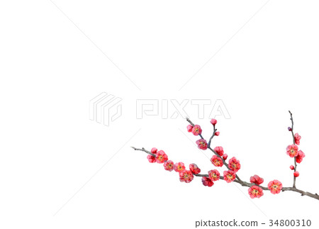 Floral postcard material hen plum shaped by watercolor 34800310