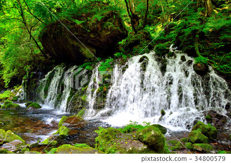 Toriumiyama Mototaki Shimizu 34800579