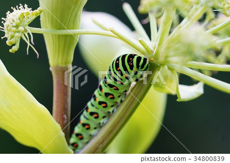 黃鰭金槍魚的幼蟲 黃鰭金槍魚的幼蟲 34800839