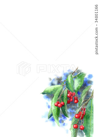 Postcards of plants drawn by watercolor Material Man Ryo / Vertical Postcards of plants drawn by watercolor Material Man Ryo / Vertical 34801166