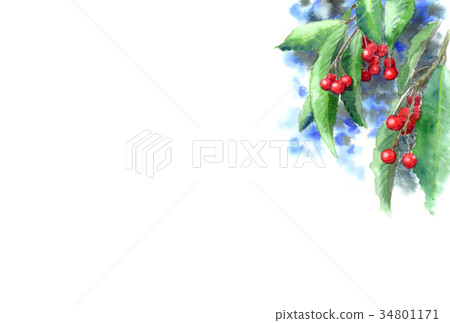 Postcard of the plant drawn by watercolor Material Man Ryo / Horizontal type Postcard of the plant drawn by watercolor Material Man Ryo / Horizontal type 34801171