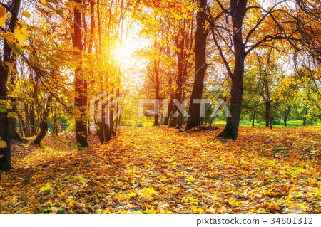 Sunny autumn in the park 34801312