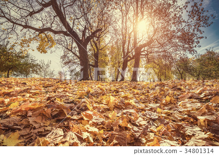 Bright foliage in autumn park 34801314