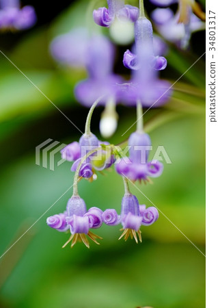 Flower of a squirrel 34801317