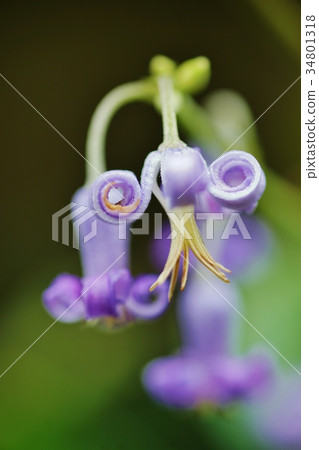 Flower of a squirrel 34801318