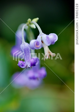 Flower of a squirrel 34801319