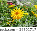 黃花 34801717