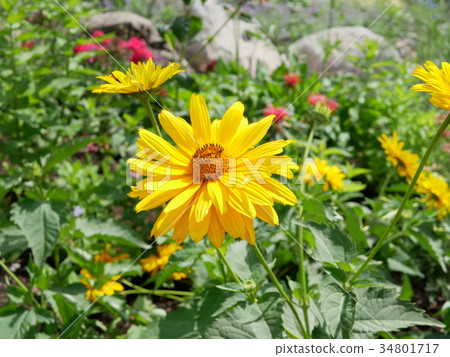 黃花 黃花 34801717