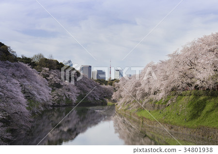 Chidorigafuchi, Tokyo Chidorigafuchi, Tokyo 34801938