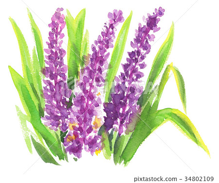 bloom, blossom, blossoms 34802109