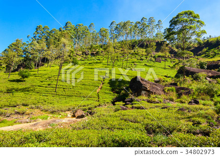 Nuwara Eliya tea plantation 34802973