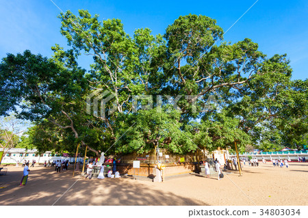 Bo Tree, Kataragama Temple Bo Tree, Kataragama Temple 34803034