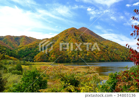 秋天的樹葉 34803136