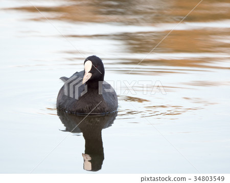 在池塘里游泳 在池塘里游泳 34803549