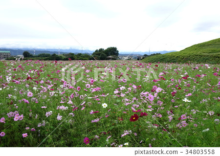 Cosmos of Nikozan burial mound Cosmos of Nikozan burial mound 34803558