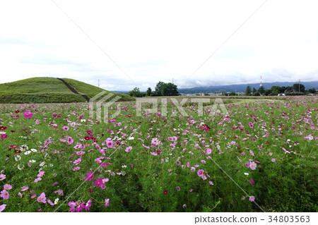 Cosmos of Nikozan burial mound Cosmos of Nikozan burial mound 34803563