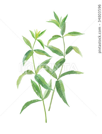 檸檬馬鞭草 檸檬馬鞭草 34803596
