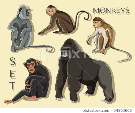 Different types of monkeys Different types of monkeys 34803606