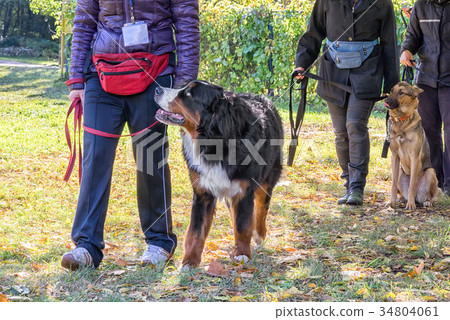 dog walking near its owner's leg 34804061