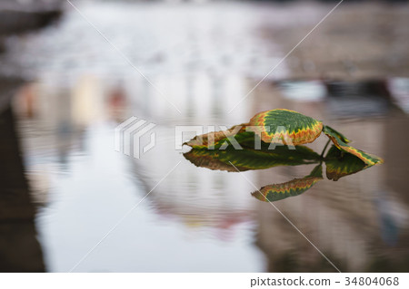 chestnut leaves in puddle in autumn day on old chestnut leaves in puddle in autumn day on old 34804068