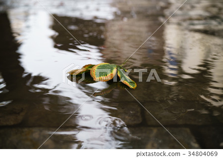 chestnut leaves in puddle in autumn day on old chestnut leaves in puddle in autumn day on old 34804069