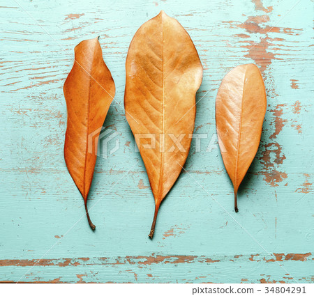 Colorful leaves on blue background Colorful leaves on blue background 34804291