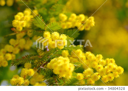 Mimosa 34804328