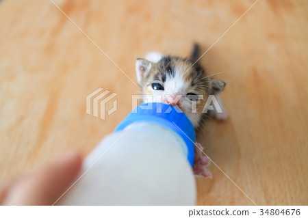 Artificial feeding of kittens 34804676