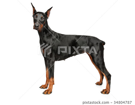 Young Doberman on white background Young Doberman on white background 34804787