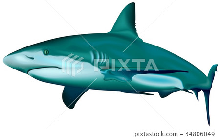 Caribbean Reef Shark 34806049
